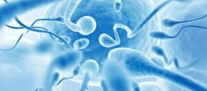 Read more about the article Kako proizvesti zdrave spermatozoide?