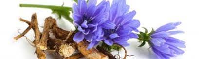 Read more about the article Riznica zdravih plodova i biljaka
