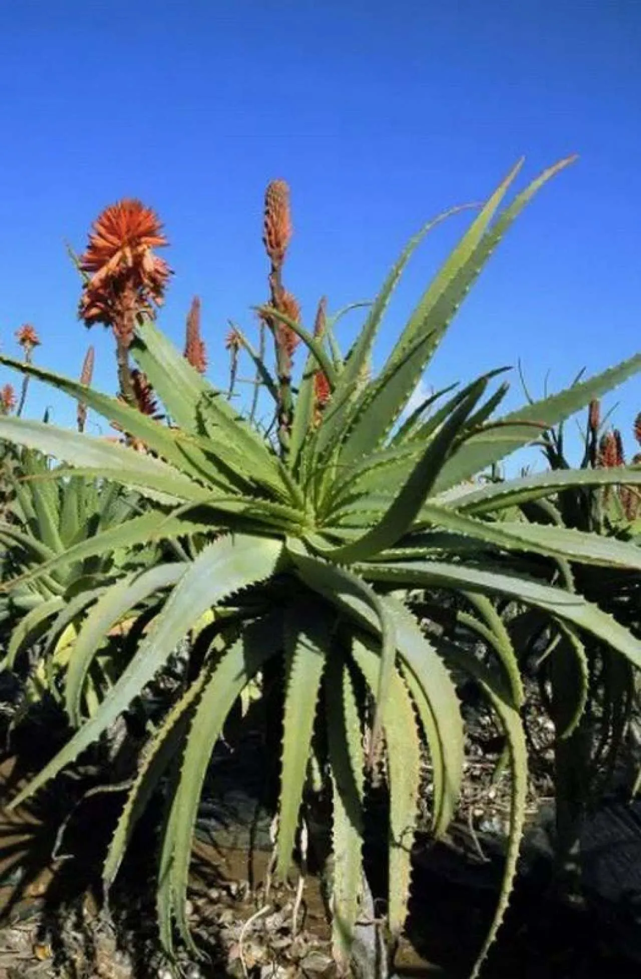 Read more about the article Aloja