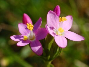 Read more about the article Kičica